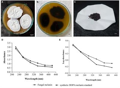 Efficient production and characterization of melanin from Thermothelomyces hinnuleus SP1, isolated from the coal mines of Chhattisgarh, India